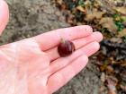 This is the actual chestnut that is protected by the outer shell