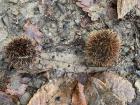 This picture shows the spiky outer shells of two chestnuts that fell to the ground