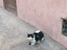 Black and white cat outside my Riad, or hotel
