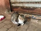 A cat outside of a stall in the Souks