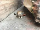 A small kitten behind the dumpster 