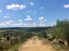 An olive plantation 