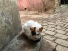 A cat at the corner of a street