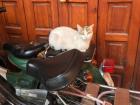 Cat perched on a dirt bike