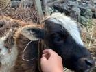 Petting my home-stay family's baby cattle 