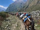 We had a total of 11 mules carry our luggage