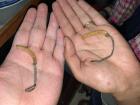 Yartsa Gunbu is the most expensive fungus in the world 