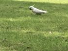 A Cockatoo