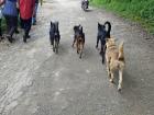 These were some of the dogs following us during the first few weeks that really frightened me