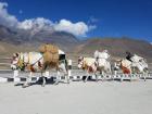 These beautiful mules (maybe donkeys?) passed us as we took a break on a bridge. They help people bring goods to and from the villages.