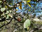 The apples in towns like Marpha were delightful!