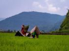 In Lahachok, people harvest rice and place it in big baskets