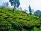 The green hills of Nepal grow some tasty tea!