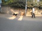 In the morning you can see people walking dogs around Kathmandu