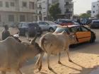 Bulls often roam the streets, weaving in and out of traffic, undisturbed by locals or cars