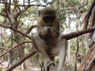 Monkeys are often really friendly and will happily take any peanuts (or other food) you're willing to give them
