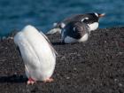 Penguins are another important source of nutrition for old explorers.