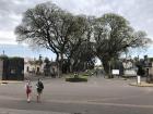 Check out these enormous trees, alongside enormous tombs