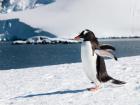 Penguin in Mikkelson Harbor