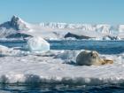 Seals like these were a main source of nutrition.