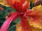 The flowers and plants are so bright and vibrant in color