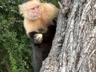Monkey alert