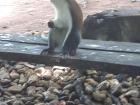 This monkey is one of the main leaders at the Volta Region's Monkey sanctuary