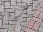 Seeing lizards in the streets of Ghana is considered normal; many of them run free in Accra with their beautiful colored tails and fast legs running across the parking lots