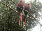 A pair of macaws in Parque Histórico 