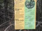 Mangroves in the park! 
