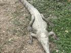 A crocodile on Isla Santay!