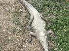 A crocodile on Isla Santay!