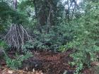 Mangrove trees! 