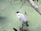 A heron hanging out in a mangrove forest in Guayaquil
