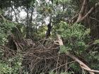 A beautiful mangrove ecosystem