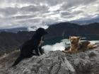 Two of our canine companions posing for a photo