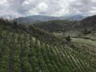 A hillside crop as proof that local people rely on the mountain 