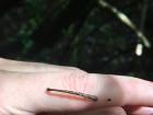 A leech in Ranomafana National Park