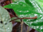 Leech from Ranomafana National Park