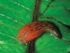 Leech from southern Madagascar