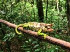 Chameleon in the forest