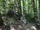 Ring-tailed lemurs 