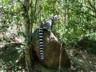 Ring-tailed lemur