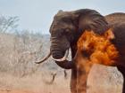 An elephant dusting