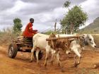 Teens help transport water for their families