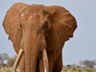 A big bull poses for a photo in Tsavo East National Park
