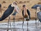 Marabou storks, enjoying fresh water