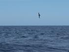 I wasn't sure if this was an albatross or a  petrel, but we felt very fortunate to see this amazing bird flying alongside the Agulhas II (photo by Beat Rinderknecht) 