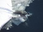 An Emperor penguin diving for a snack