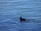 Harbor seal waving goodbye to the S.A. Agulhas II